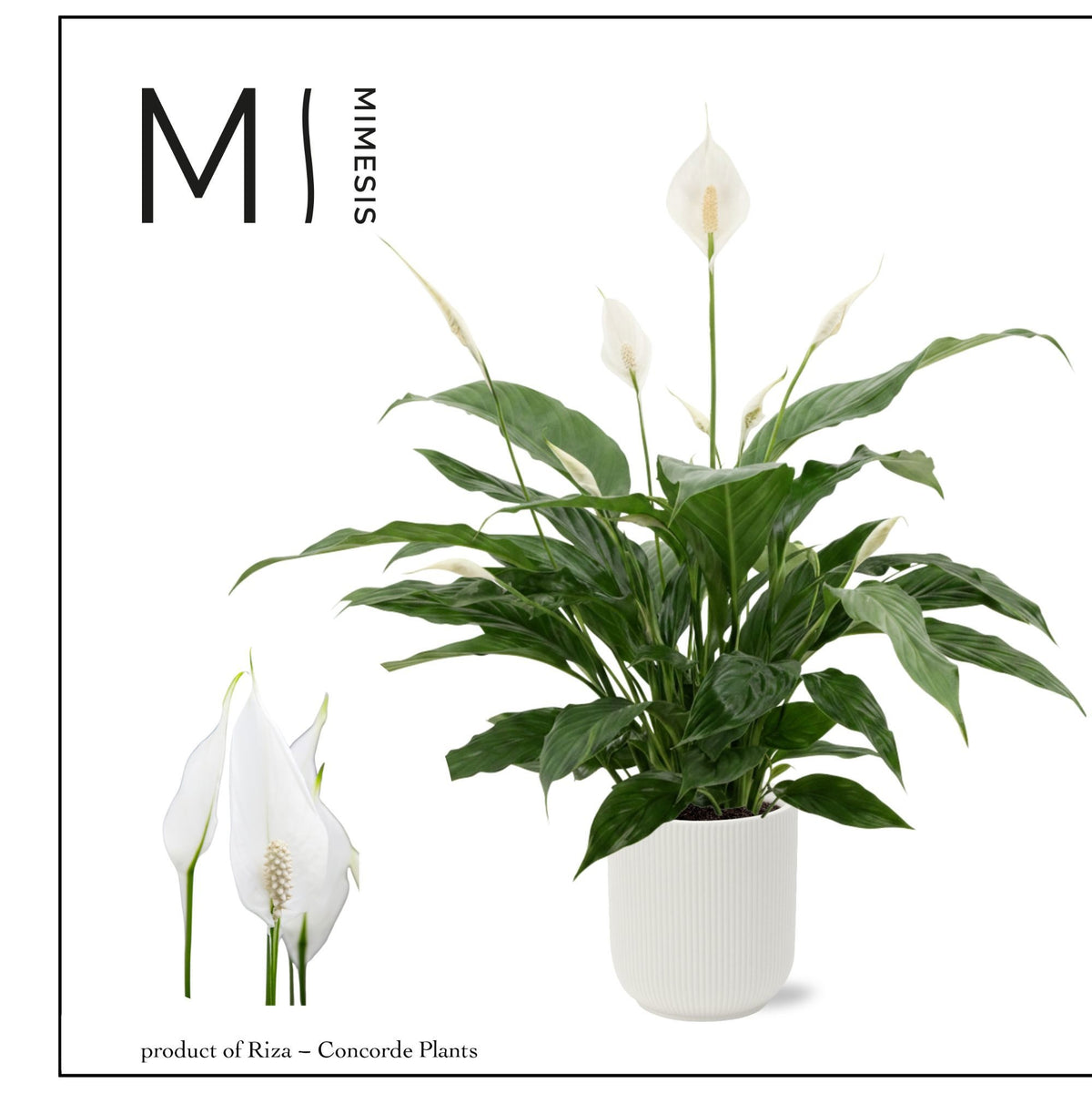 Spathiphyllum Sweet Chico 55cm 13cm Pot