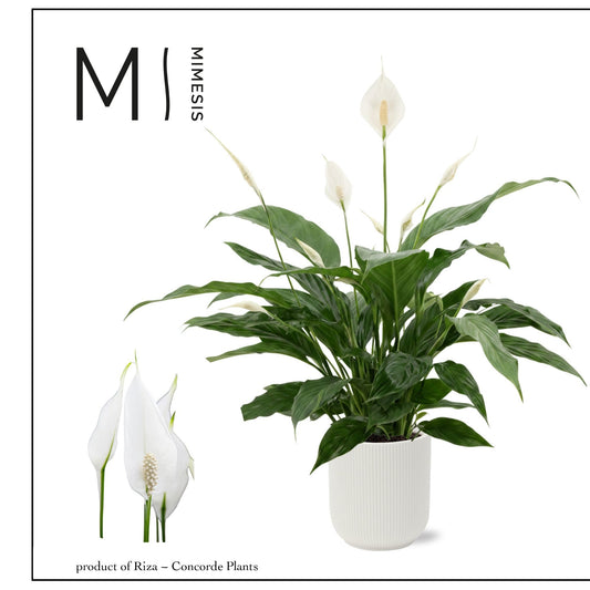 Spathiphyllum Sweet Chico 55cm 13cm Pot