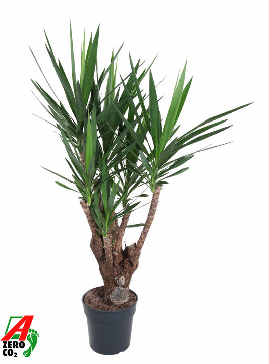 Yucca elephantipes 140cm 31cm Pot