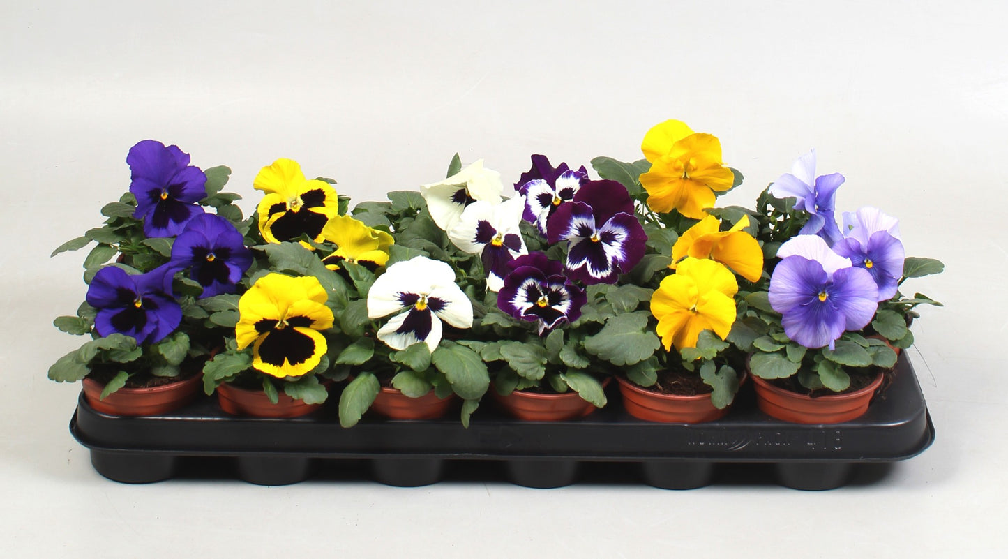Viola F1 mix 15cm 9cm Pot