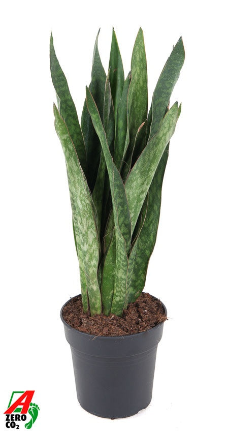 Sansevieria 90cm 24cm Pot