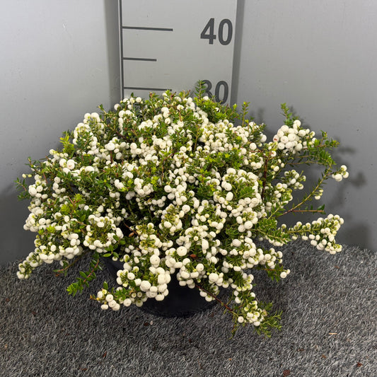 Gaultheria mucr. white 33cm 25cm Pot