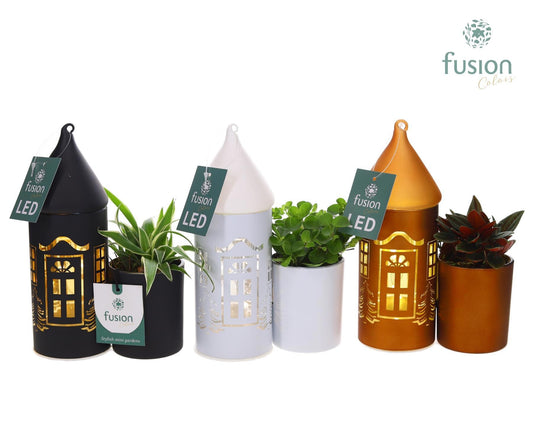 LED Duo glazen huis met Groenen planten 25cm 12cm Pot