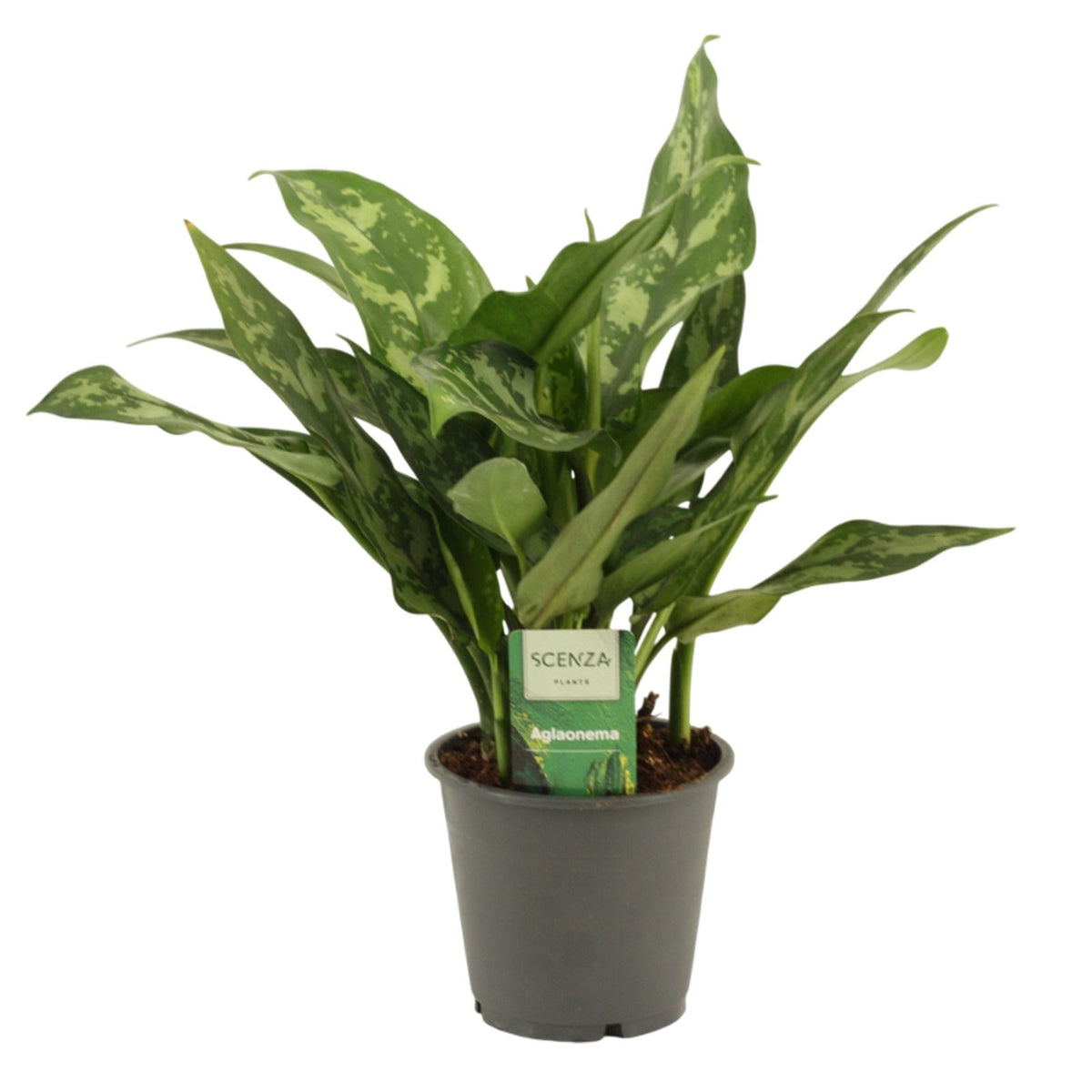 Aglaonema Maria 35cm 12cm Pot