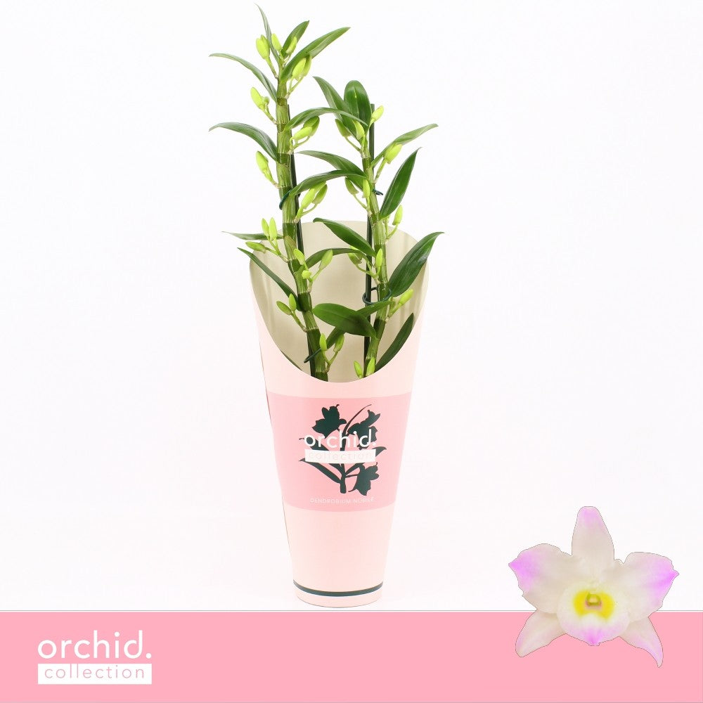 Dendrobium Kumiko 50cm 12cm Pot