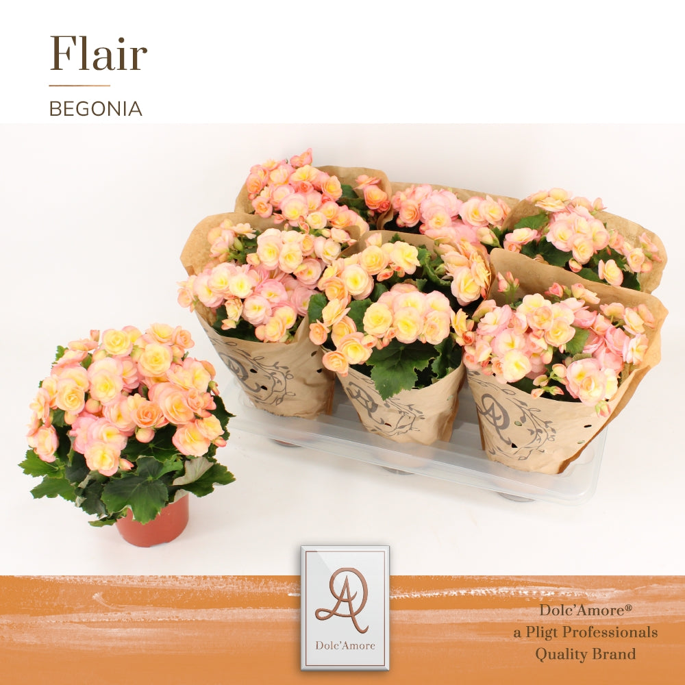 Pligt Professionals BV Begonia el. Hailey Sunset Pack of 6