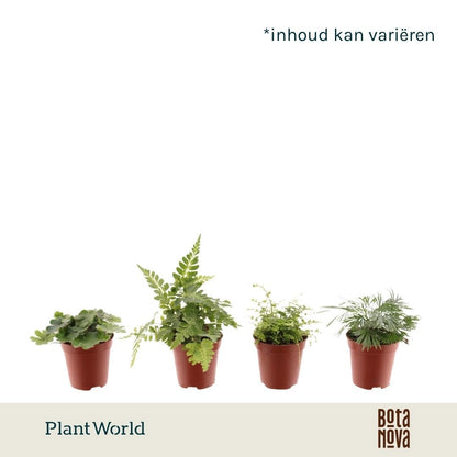 Plantworld Jogrow Varen Mix Pack of 20