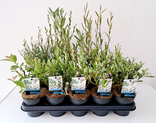 Salix alba mix 35cm 12cm Pot