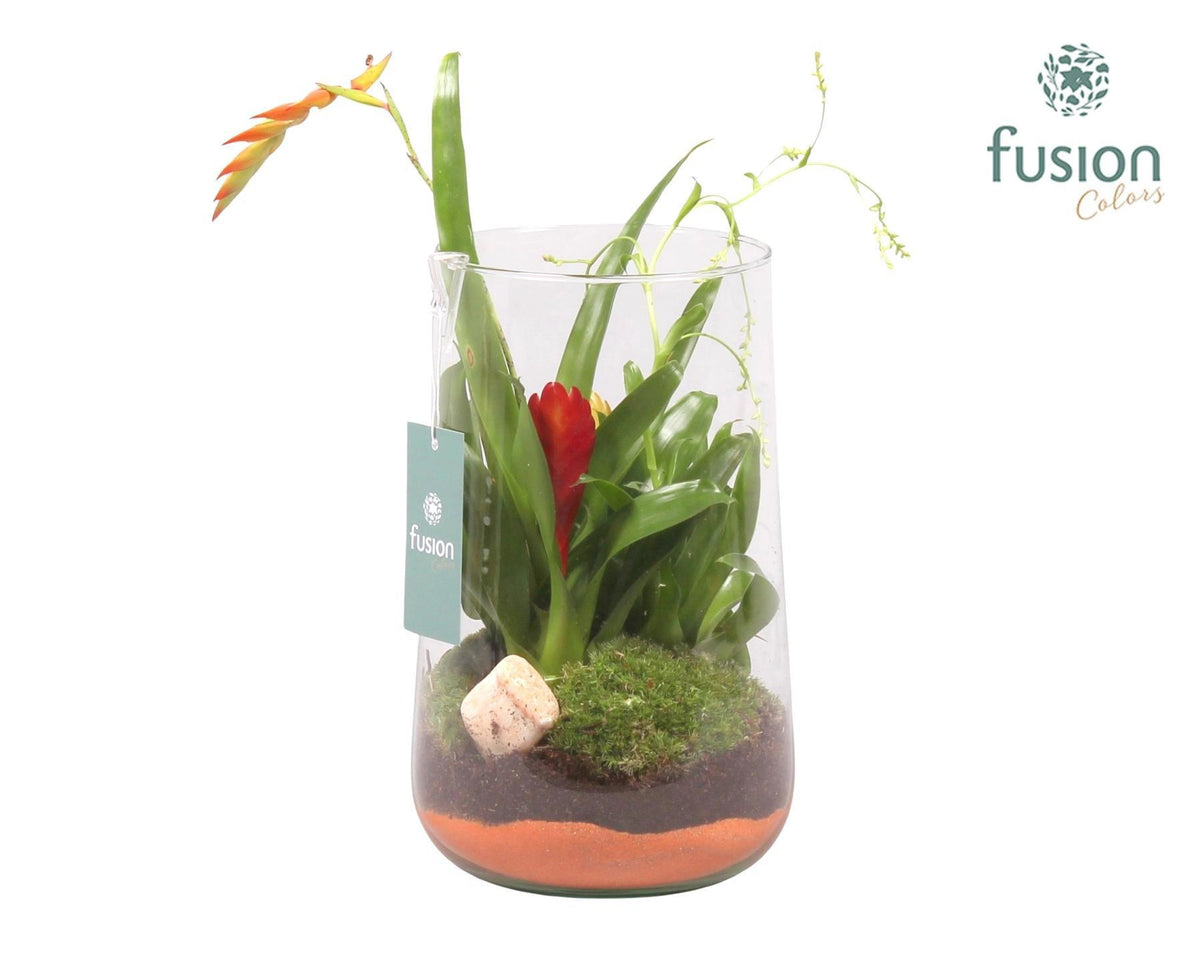 arr. Bromelia 35cm 15cm Pot