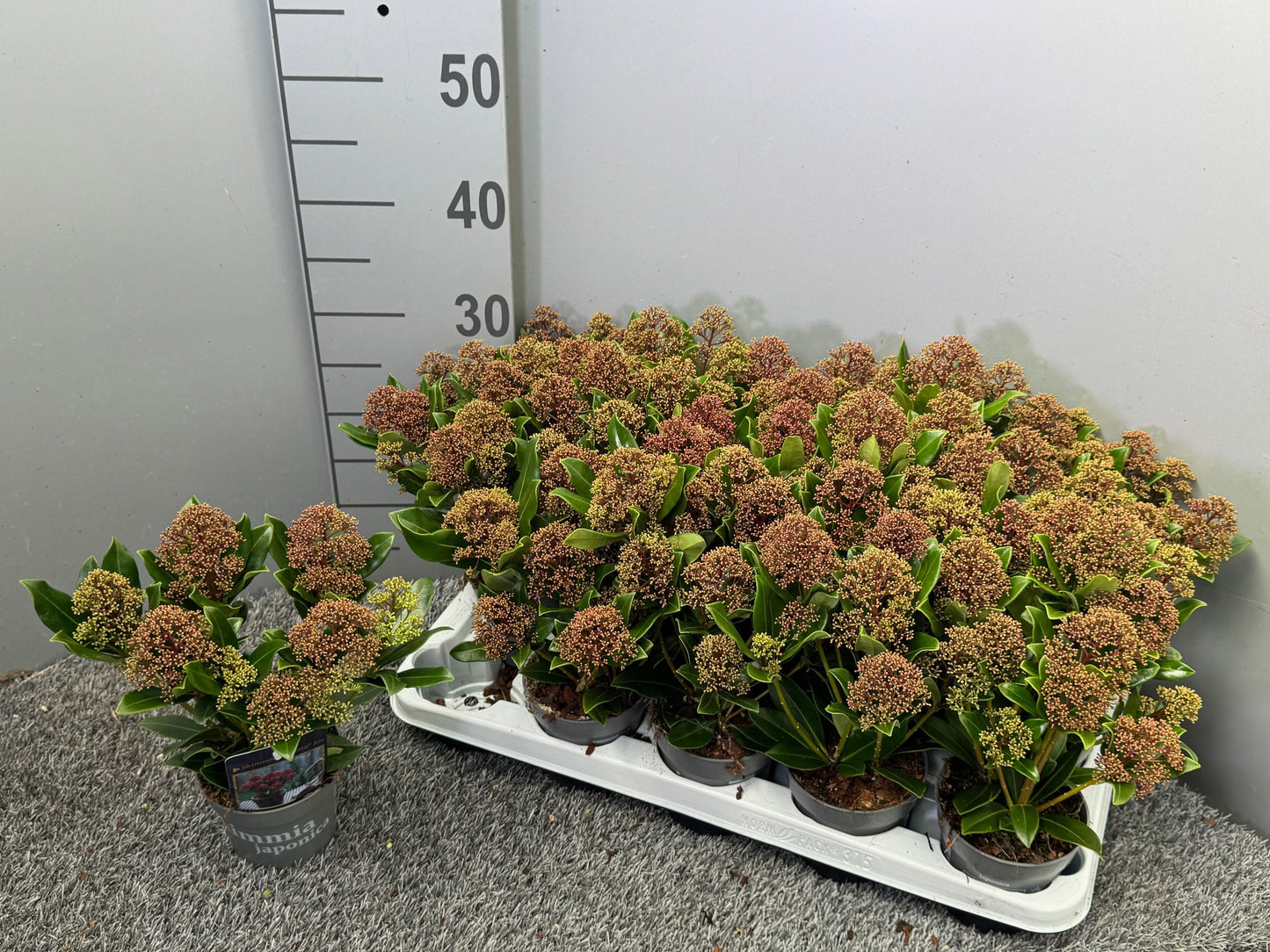 Skimmia japonica Rubesta Jos 30cm 510cm Pot