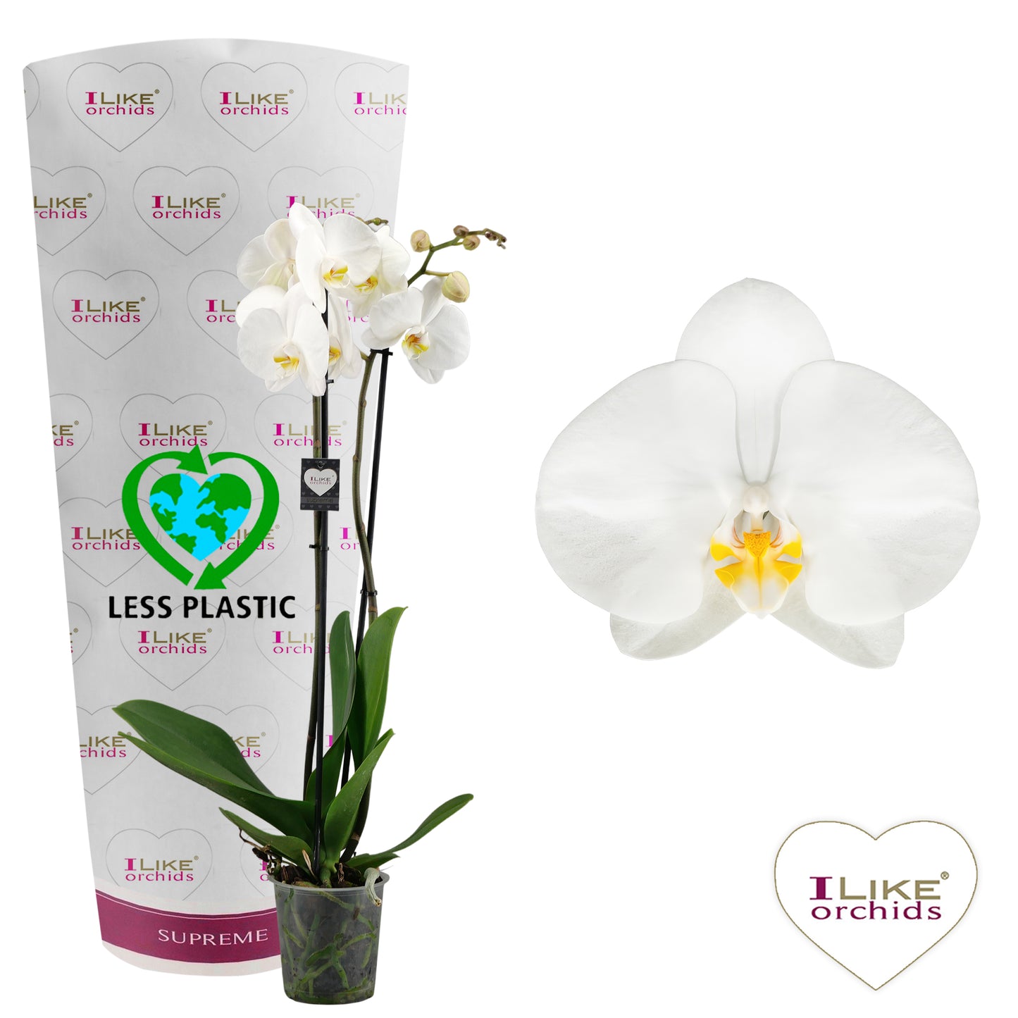 Levoplant BV Phalaenopsis Oxford Pack of 10