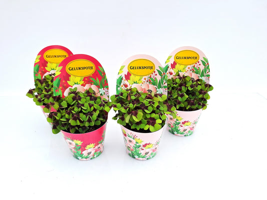 Oxalis deppei 17cm 9cm Pot