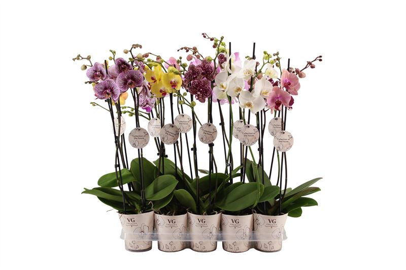 Phalaenopsis mix 55cm 12cm Pot