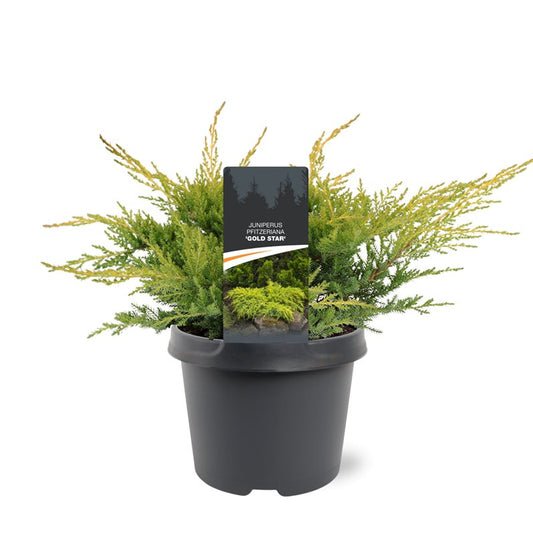 Juniperus Gold Star 30cm 19cm Pot