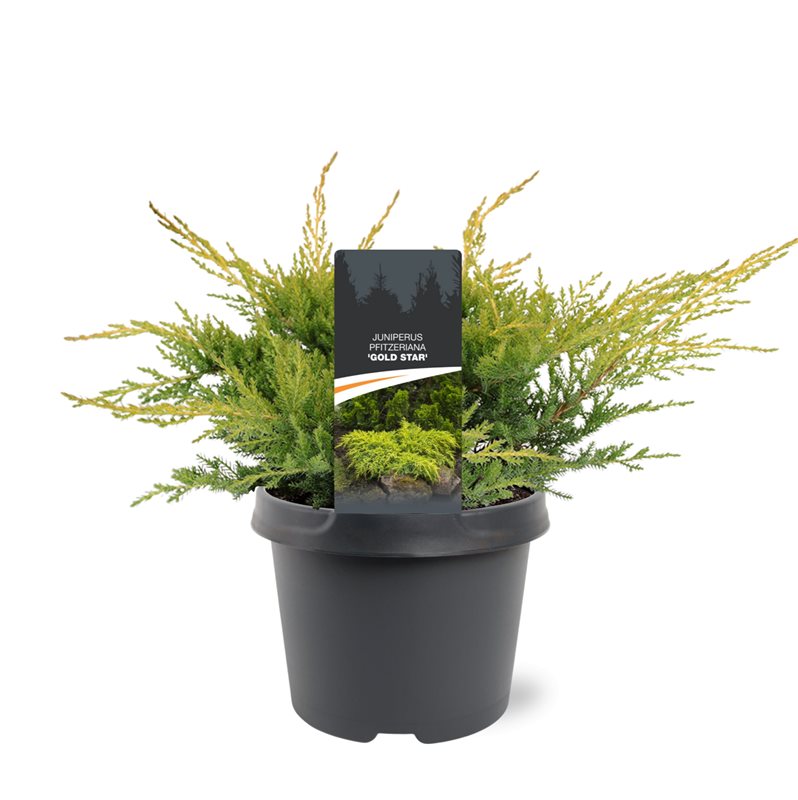 Juniperus Gold Star 30cm 19cm Pot