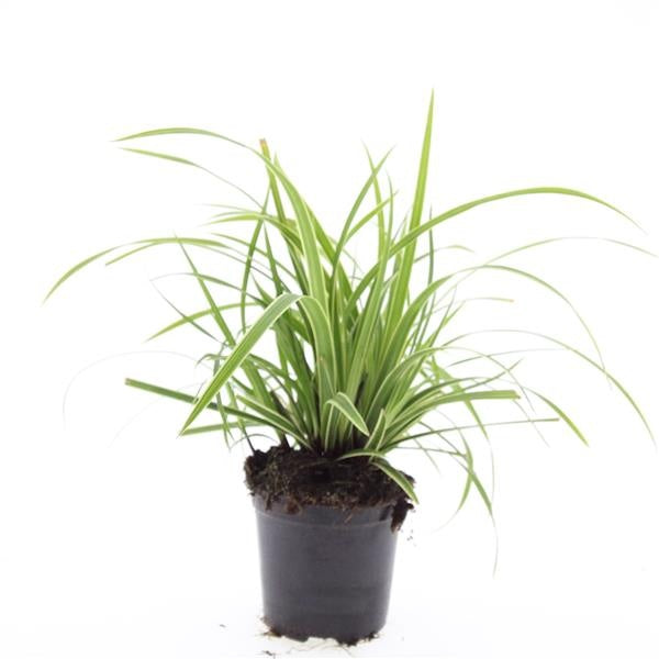 Boer, W.T.M. de Carex morrowii Ice Dance Pack of 8
