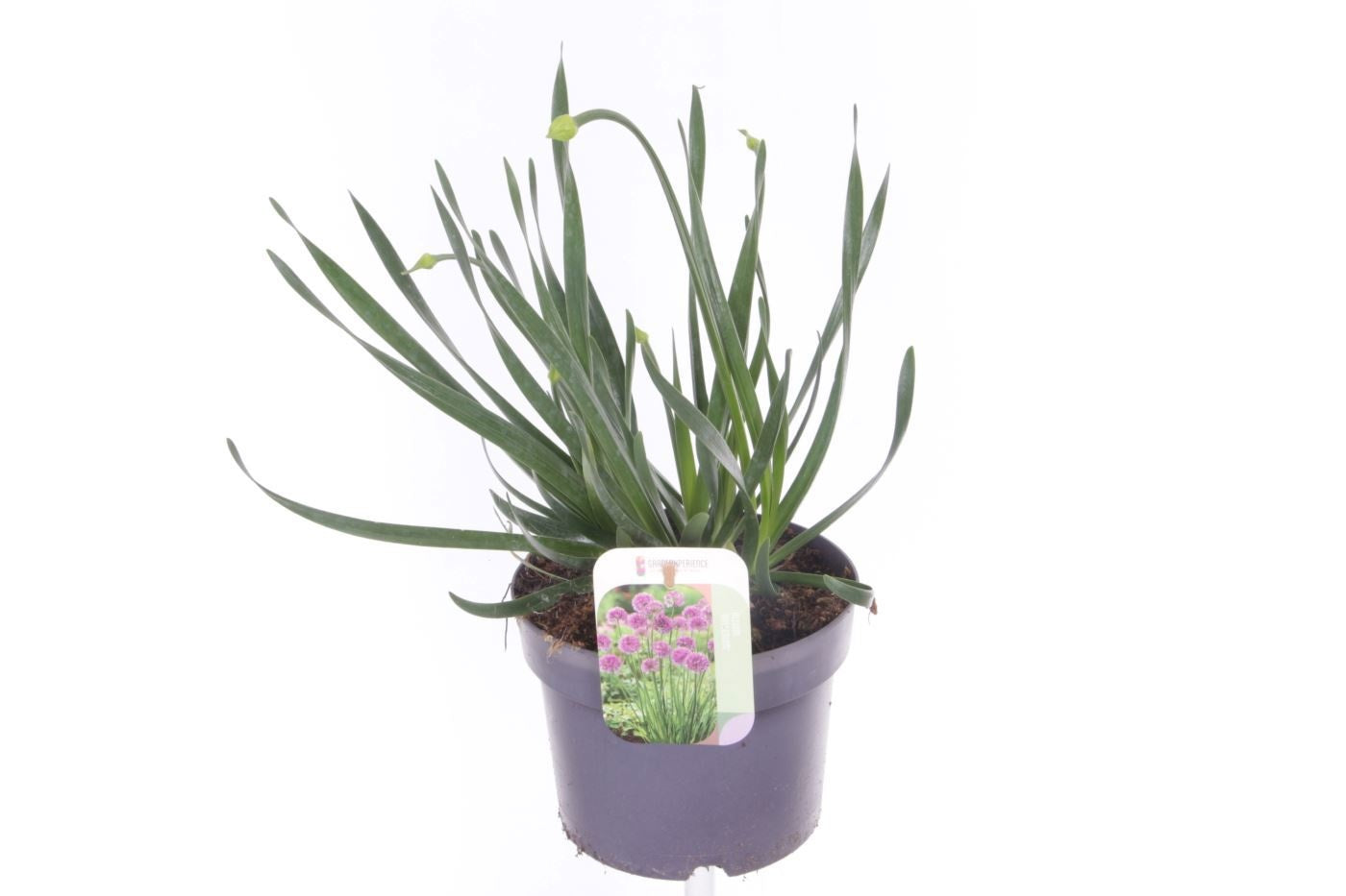 Allium schoenoprasum (chives) 40cm 17cm Pot