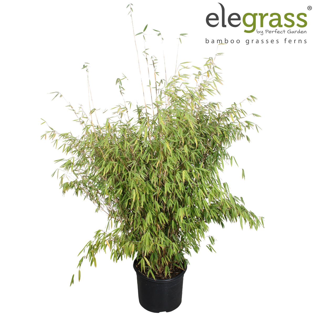 Fargesia murieliae 180cm 46cm Pot
