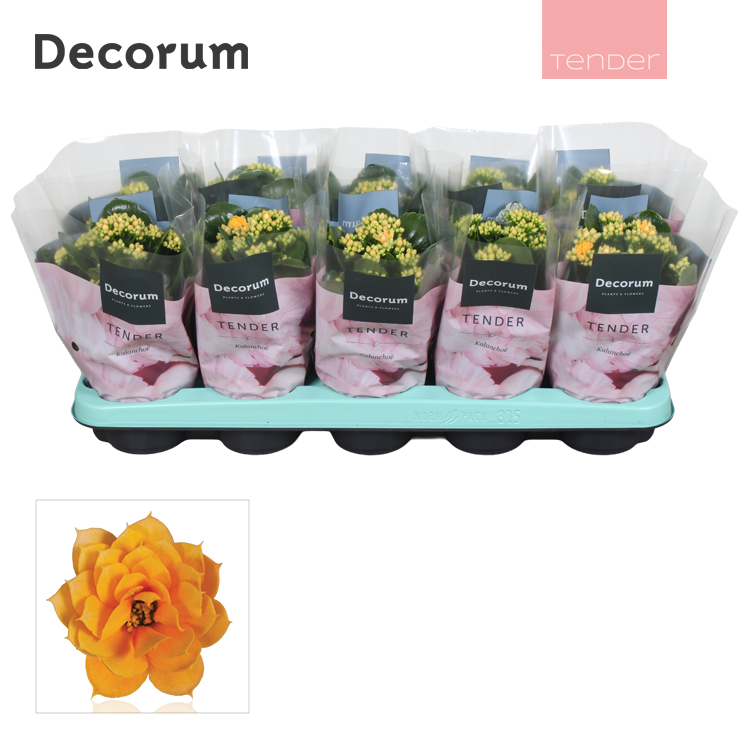 Kalanchoe Serenity Gold 23cm 510cm Pot