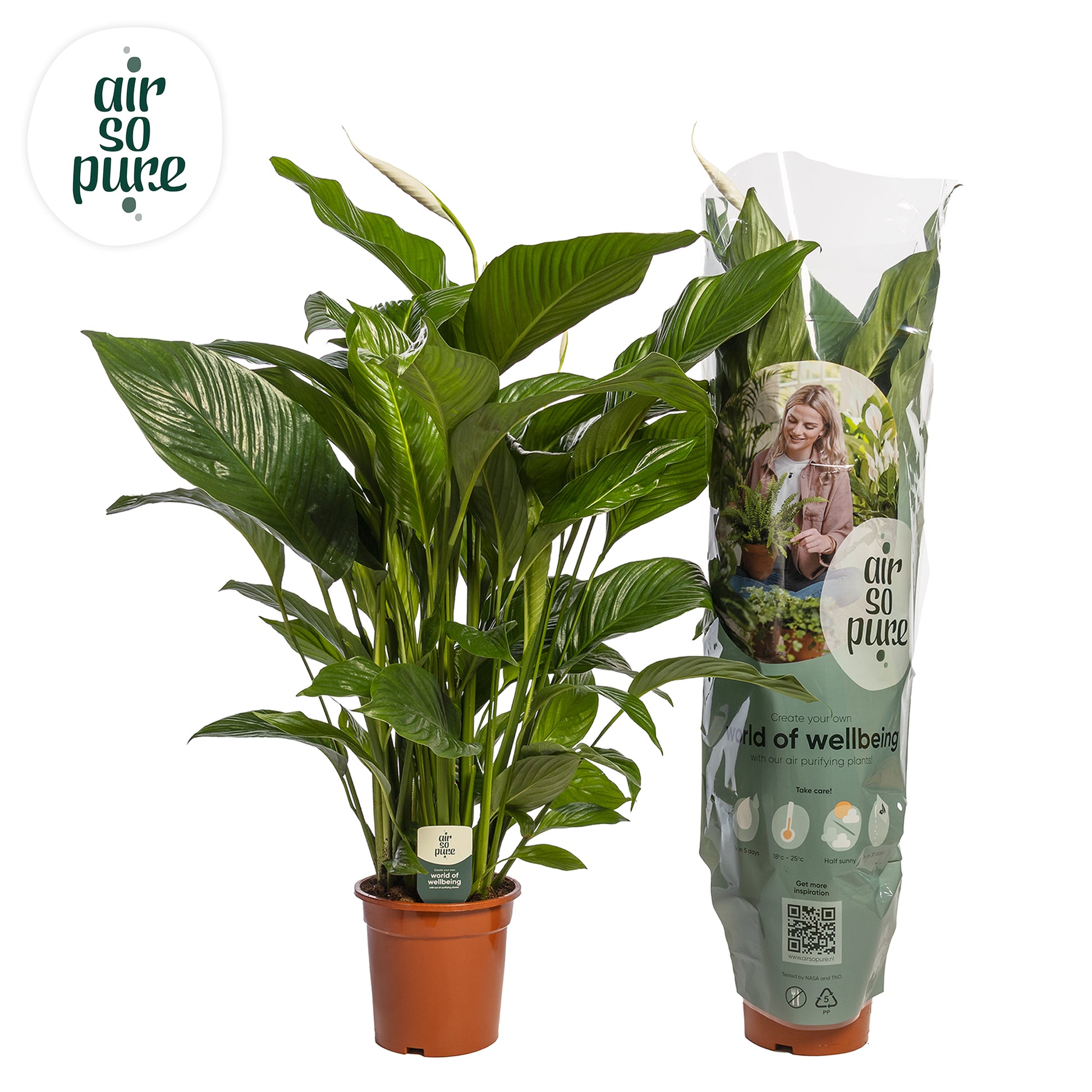 Spathiphyllum Sweet Lauretta 95cm 21cm Pot