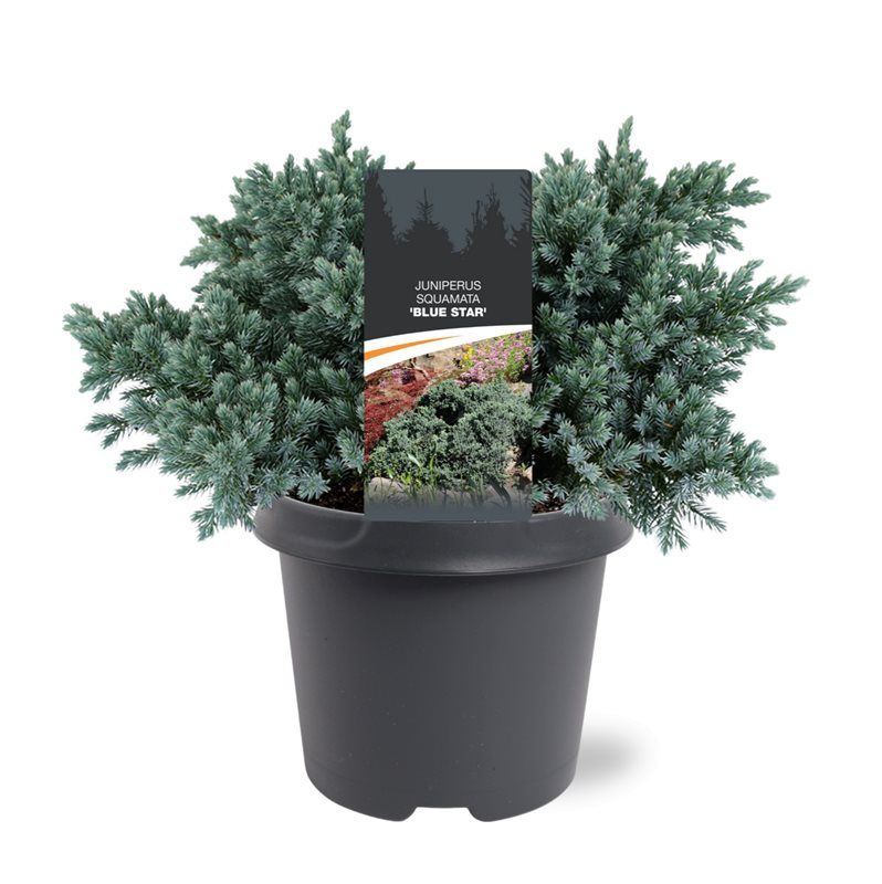 Juniperus Blue Star 30cm 23cm Pot