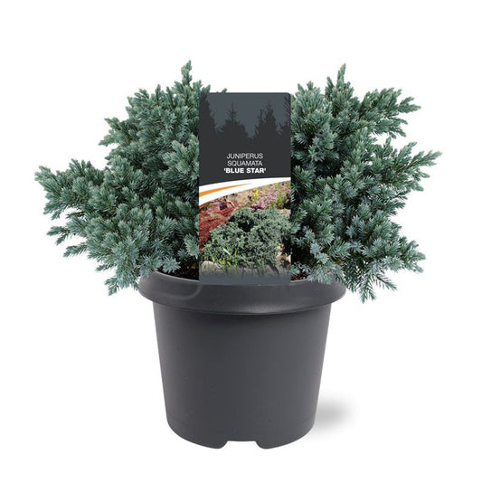 Juniperus Blue Star 30cm 23cm Pot