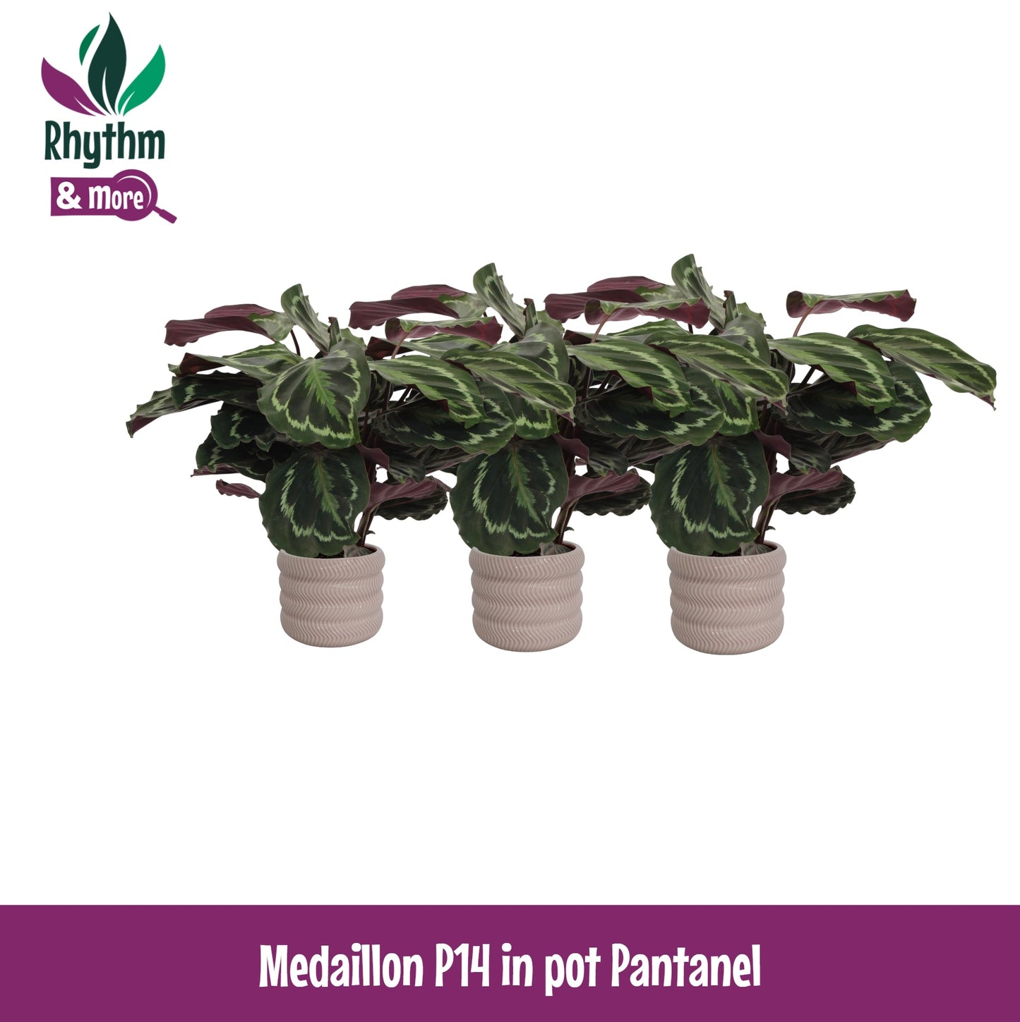 Valstar, Hkw. Gebr. Calathea Medallion Pack of 3