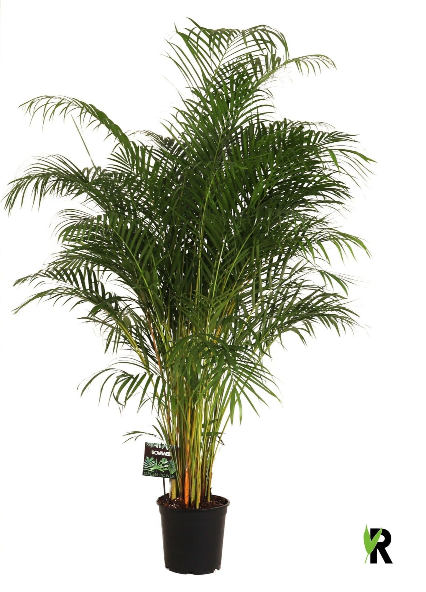 Dypsis lutescens 170cm 27cm Pot
