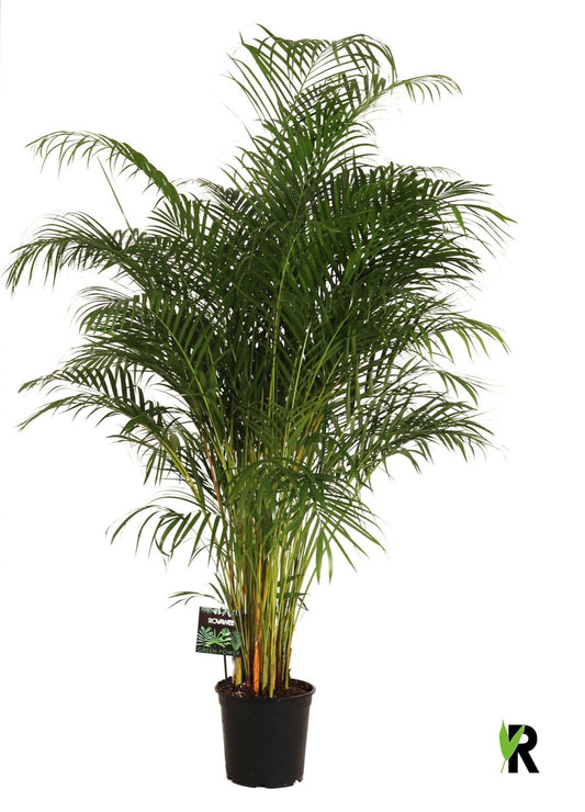 Dypsis lutescens 170cm 27cm Pot