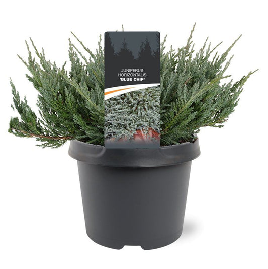 Juniperus Blue Chip 30cm 19cm Pot