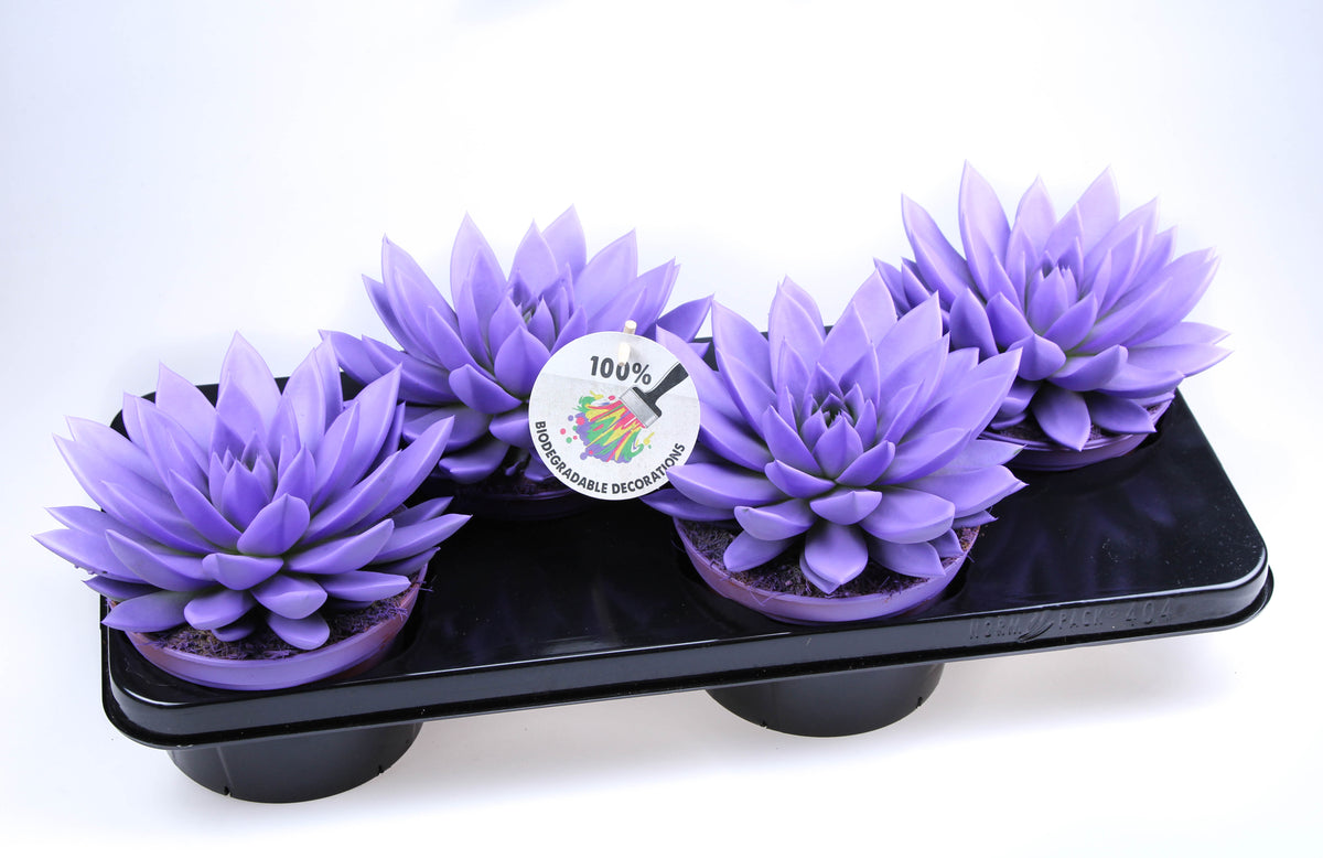 Rainbow dark milka 20cm 15cm Pot