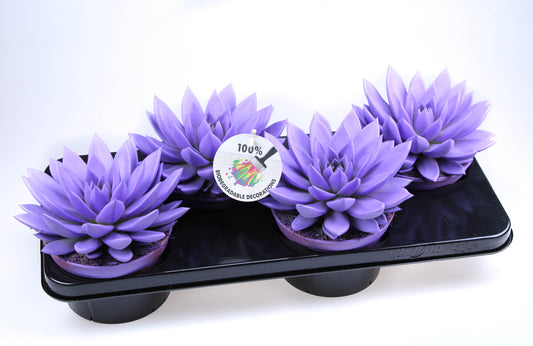Rainbow dark milka 20cm 15cm Pot