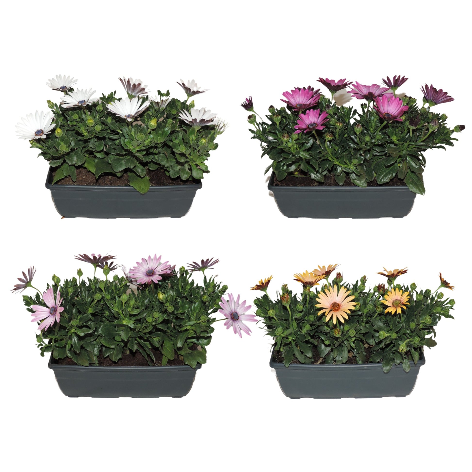 Osteospermum Senorita mix 25cm 27cm Pot