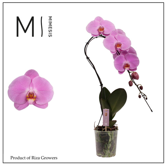Riza Ter Laak Orchios Phalaenopsis purple Swan Pack of 4