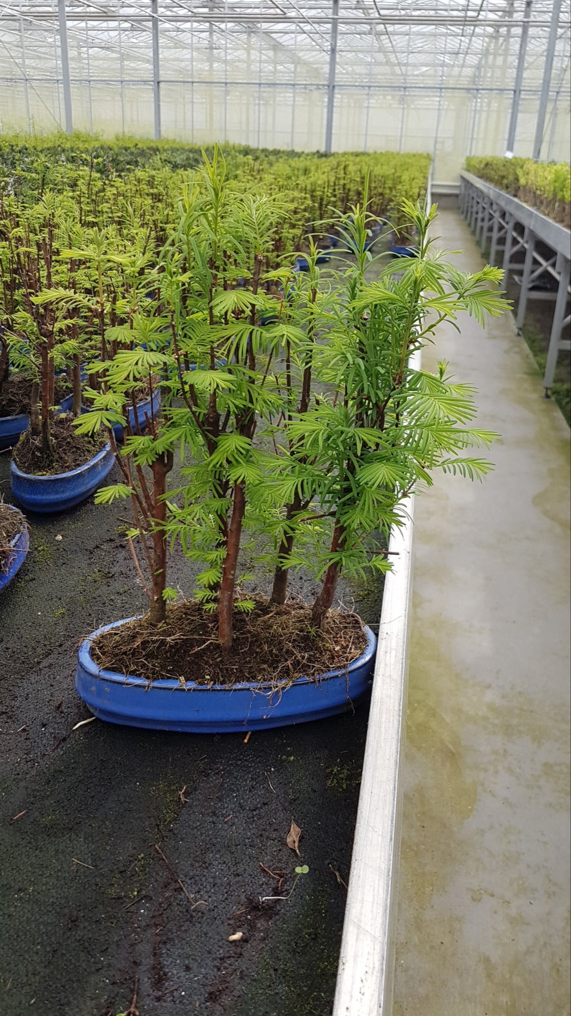 Metasequoia glyptostroboides 30cm 22cm Pot
