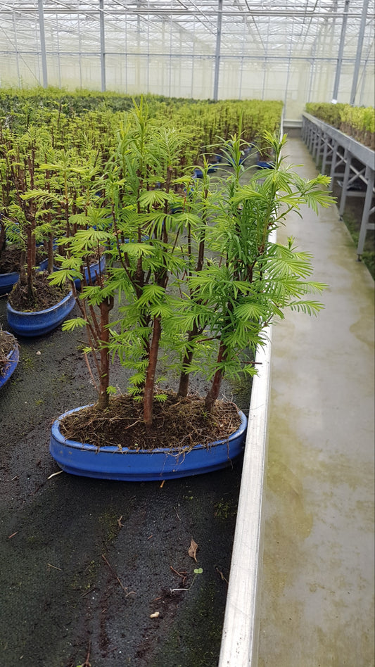 Metasequoia glyptostroboides 30cm 22cm Pot
