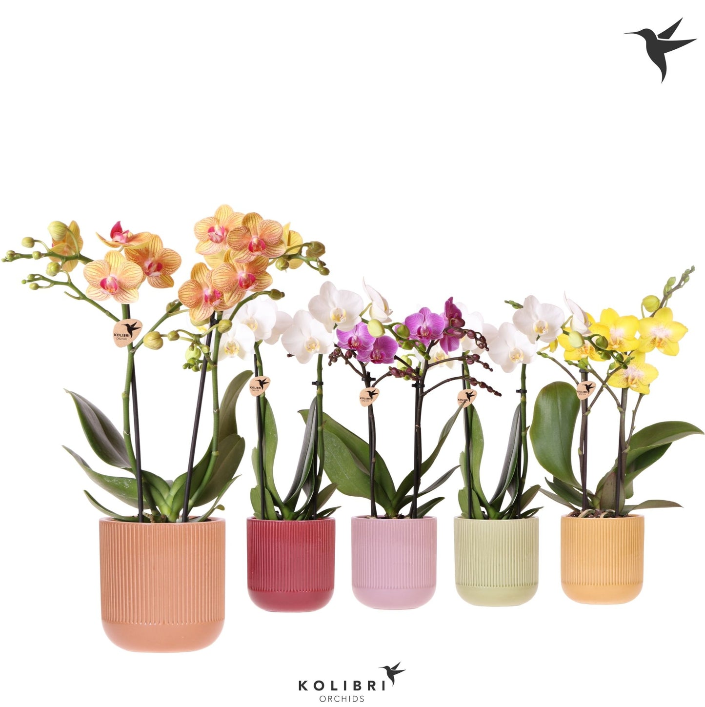 Phal mf Kolibri mix 40cm 9cm Pot