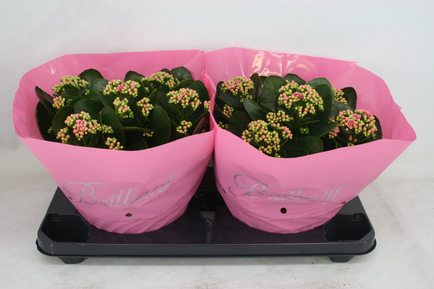 Olsthoorn & Zn BV, Tinus Kalanchoe Weaver Bicolor Pack of 1