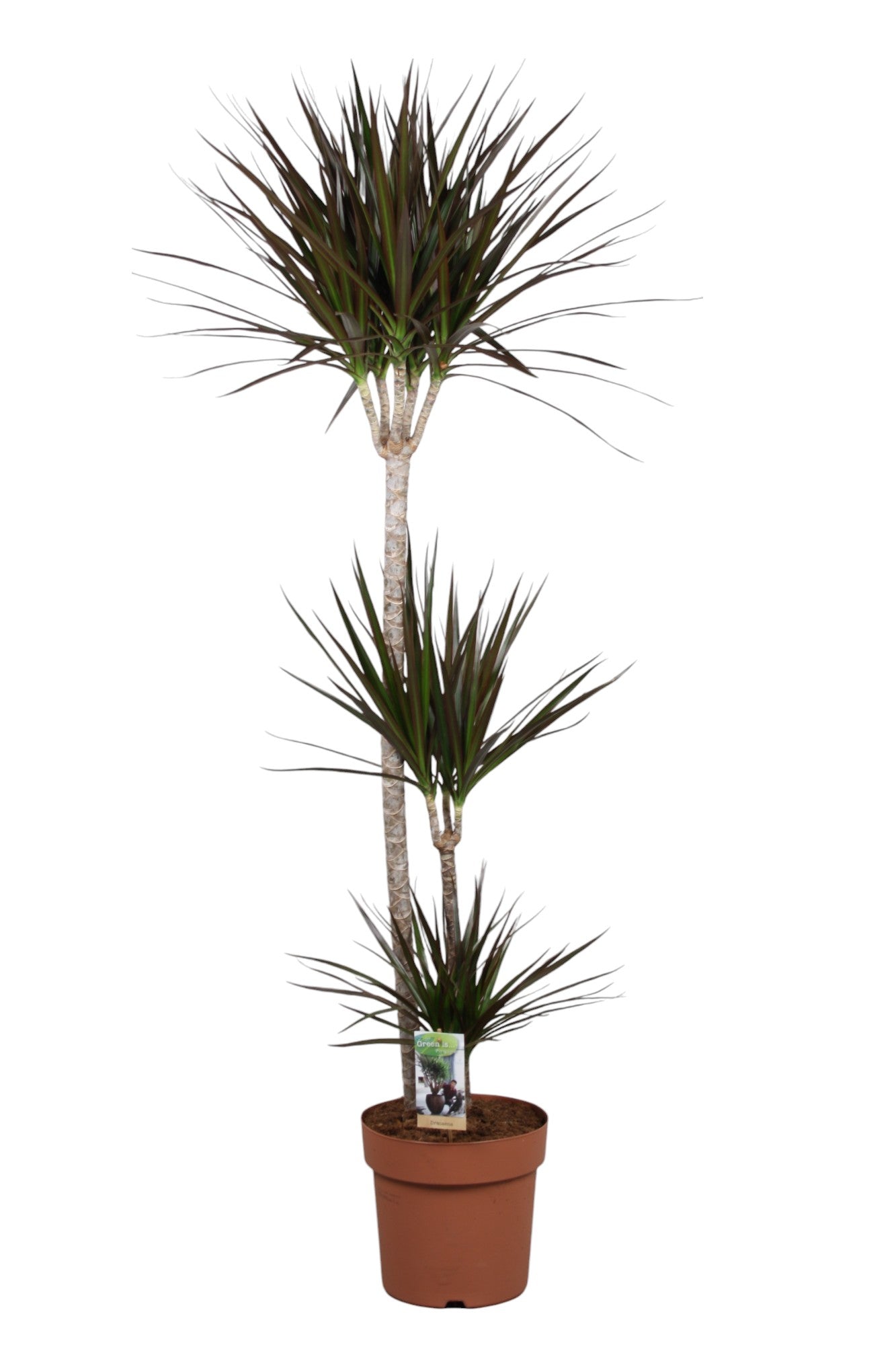 Dracaena Magenta 140cm 24cm Pot
