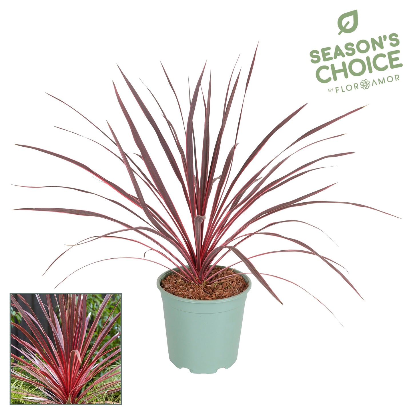 Cordyline australis Variegata 60cm 17cm Pot