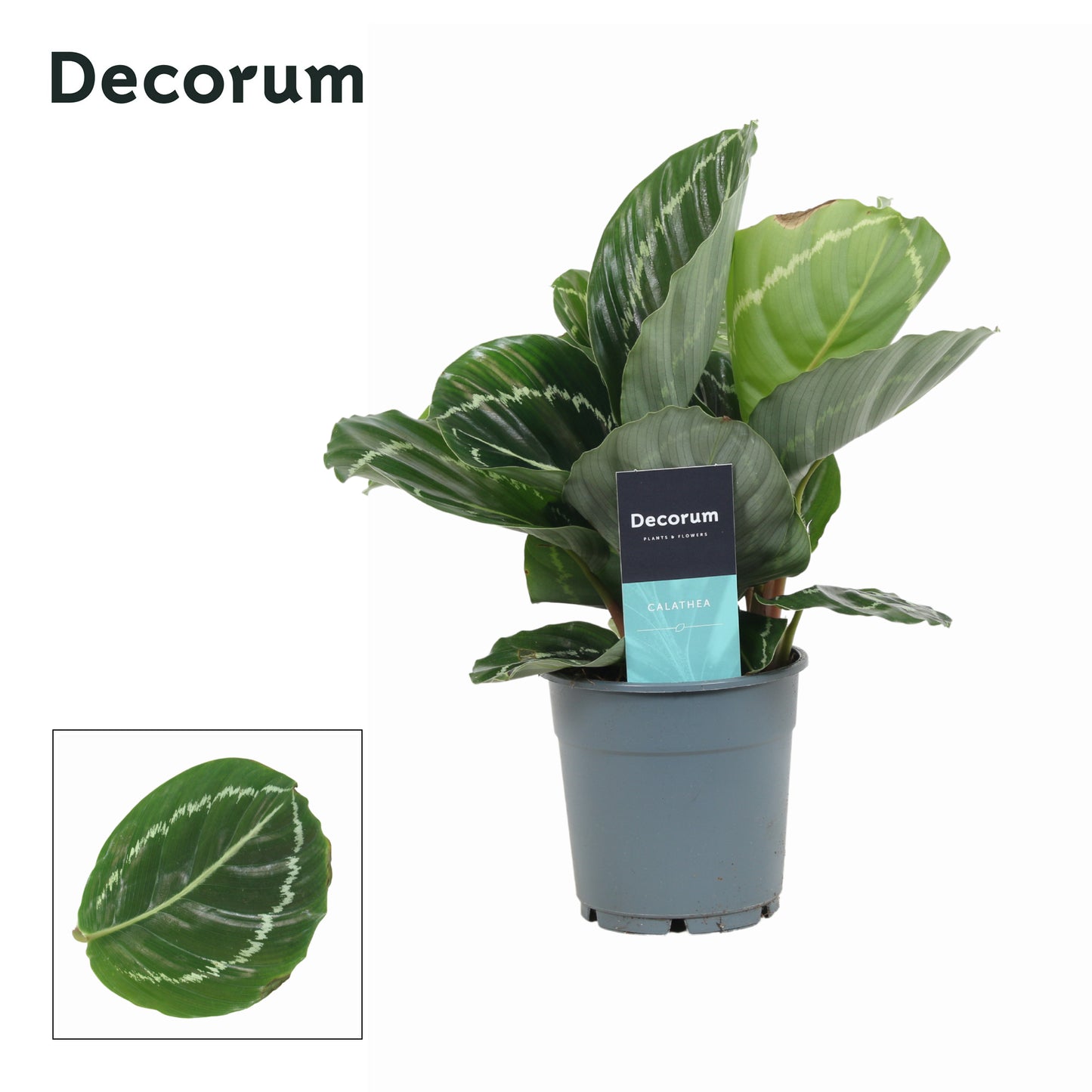 Calathea Grimson Green 30cm 12cm Pot