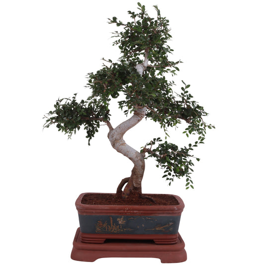 Zelkova sp. Bonsai 65cm 40cm Pot