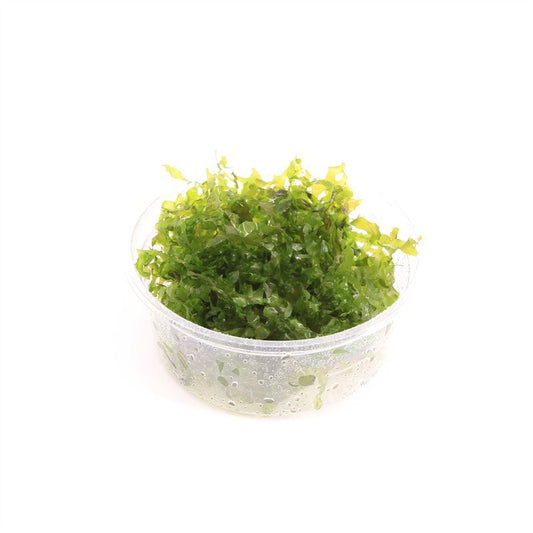 Aquarium plant mix 5cm 2cm Pot