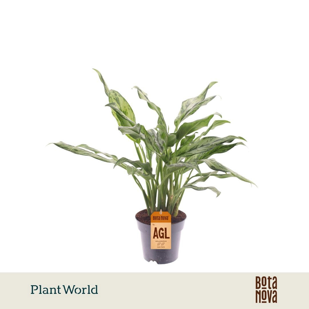 Aglaonema Juliette 50cm 14cm Pot