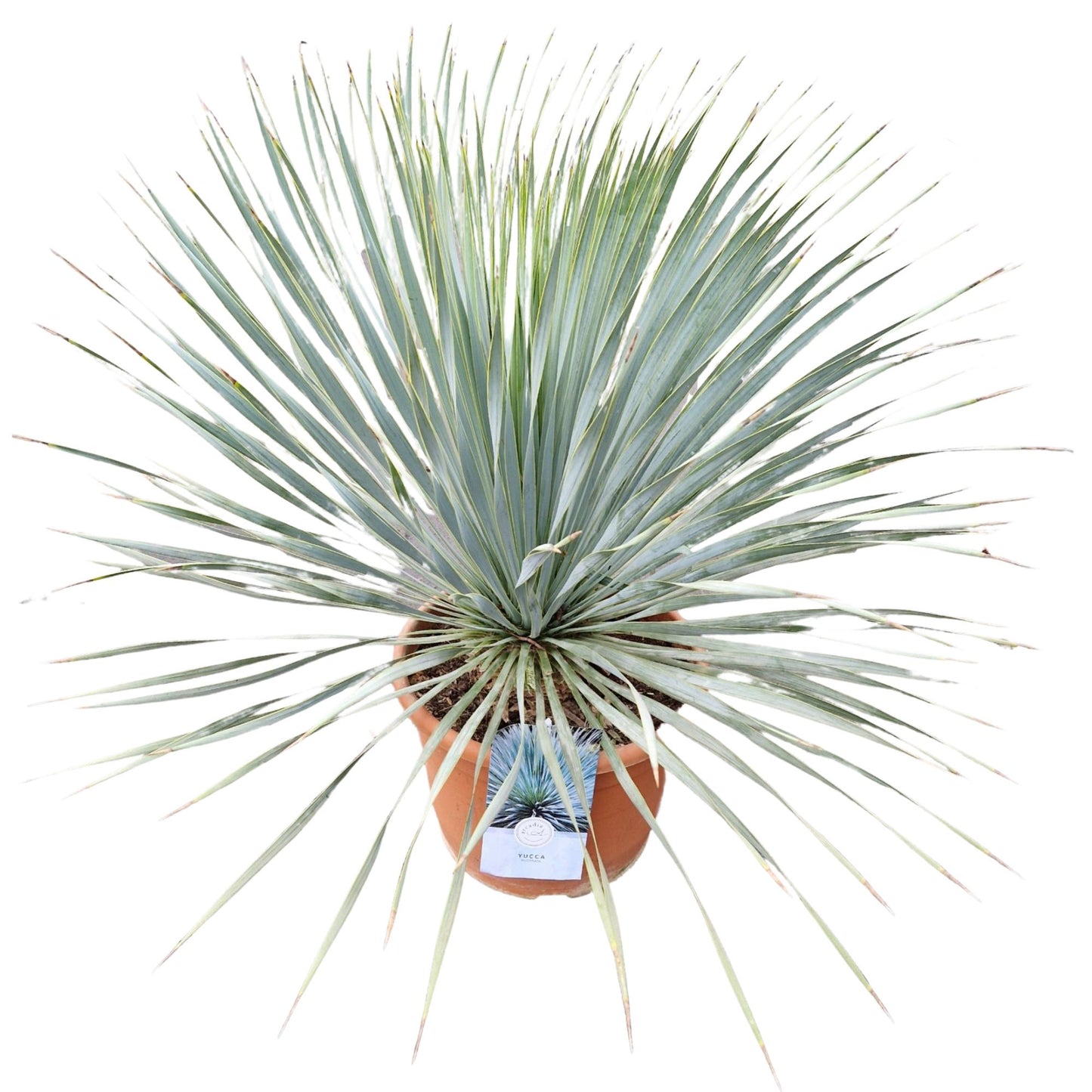 Yucca rostrata 80cm 32cm Pot