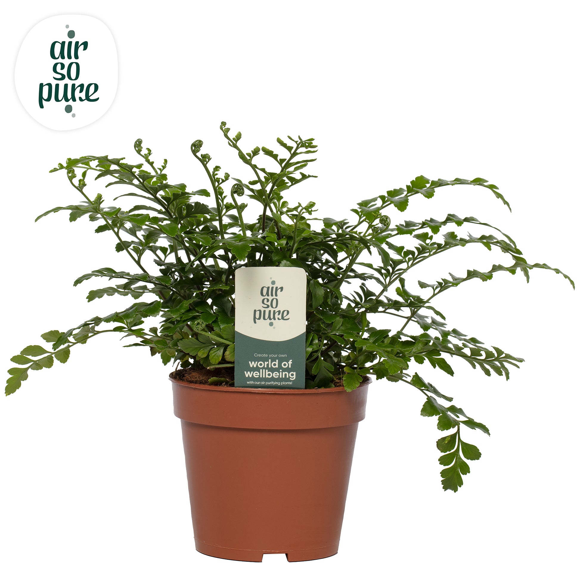 Asplenium Parvati 25cm 12cm Pot