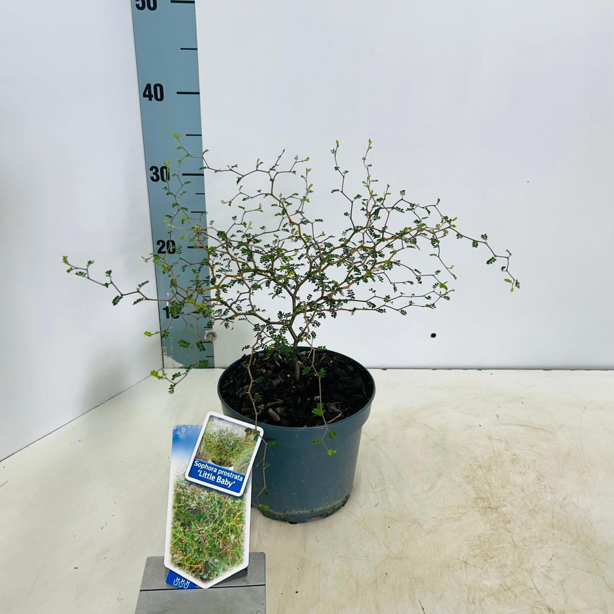 Sophora pros. Little Baby 35cm 17cm Pot