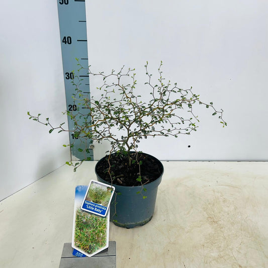 Sophora pros. Little Baby 35cm 17cm Pot