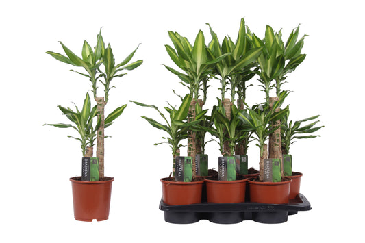 Dracaena frag. Mass Coast 75cm 17cm Pot