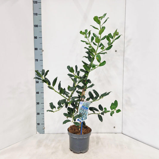 Ilex mix 90cm 19cm Pot